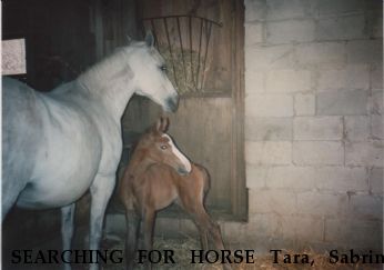 SEARCHING FOR HORSE Tara, Sabrina REWARD OFFERED Near Putnam Valley, NY, 10579